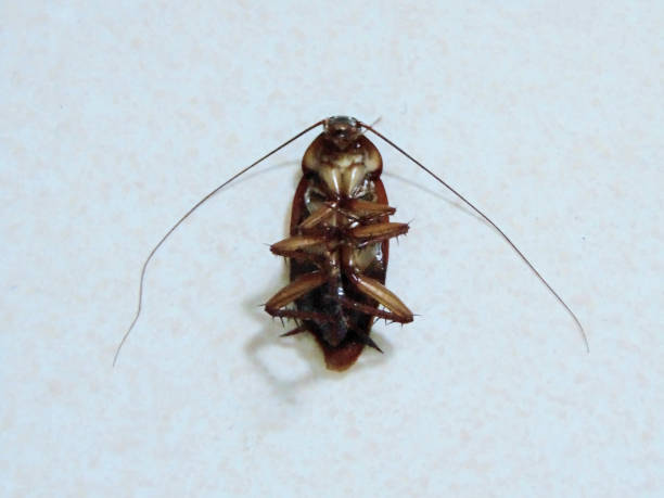 istock Cockroach in the detail shot 1487259806
