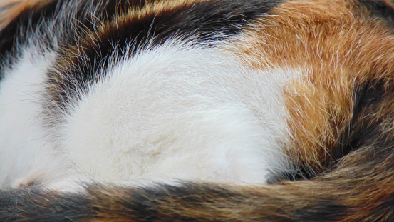 Fur of calico cat in the detail shot. This cat has three colors, including white, black, and orange.