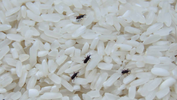 Rice lice Rice weevils or rice lice ate grains of rice crops. These tiny insects are exist when several crops are stored in a poor storage. rice weevils sitophilus oryzae stock pictures, royalty-free photos & images
