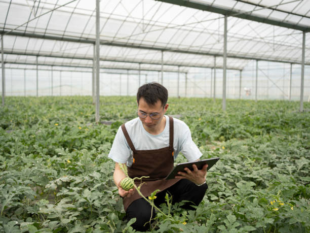 istock A man inspects a watermelon greenhouse 1487259842