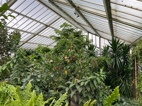 Tropical plants and lush foliage in a botanical garden