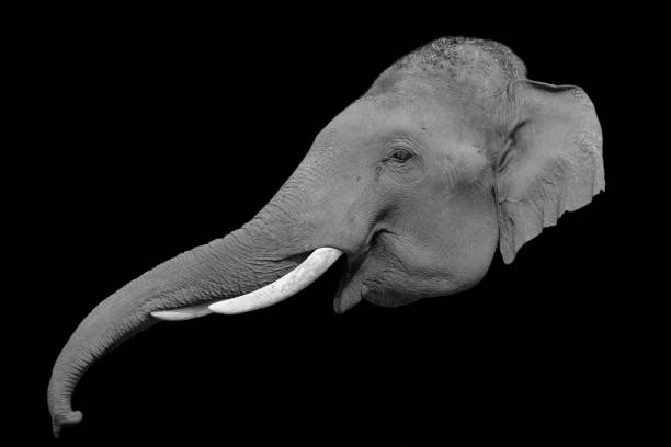 istock black and white Elephant  head on black background 1487260474