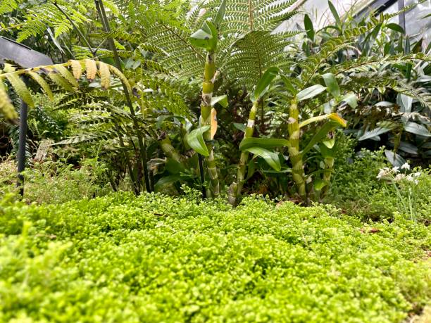 plantes tropicales et feuillage luxuriant dans un jardin botanique - formal garden tropical climate park plant photos et images de collection