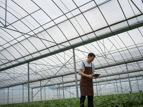 istock workers in the greenhouse 1487260571