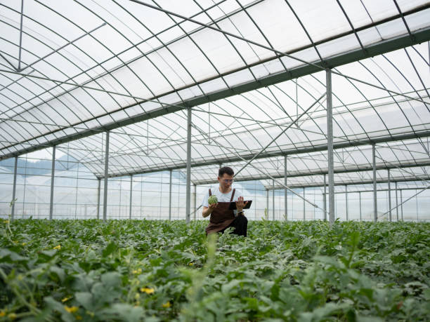 istock Man viewing organic watermelon growing greenhouse 1487260748