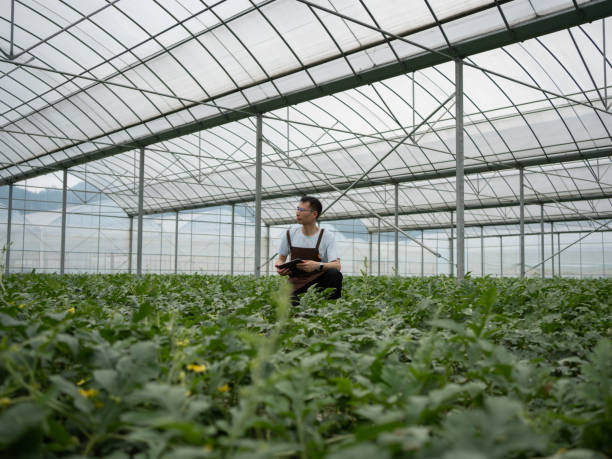 istock Man Viewing Organic Greenhouse 1487260822