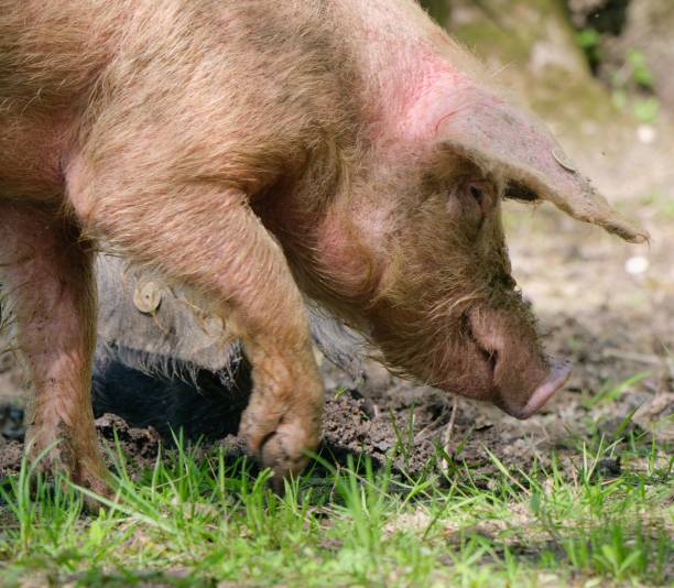 istock Piglet standing in a field on a grassy terrain 1487261106