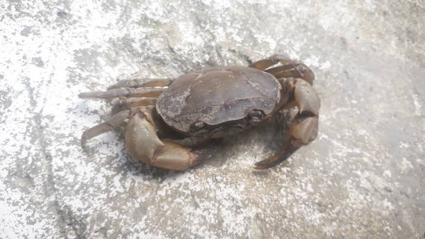 istock Parathelphusa convexa 1487261956