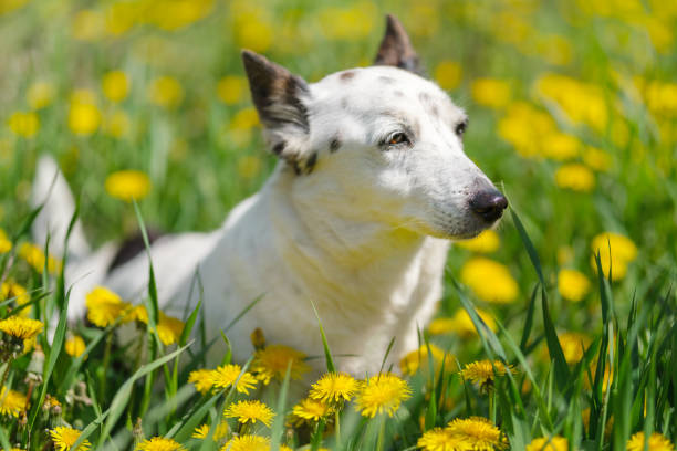 Cute black and white mongrel dog sitting amongst dandelions.