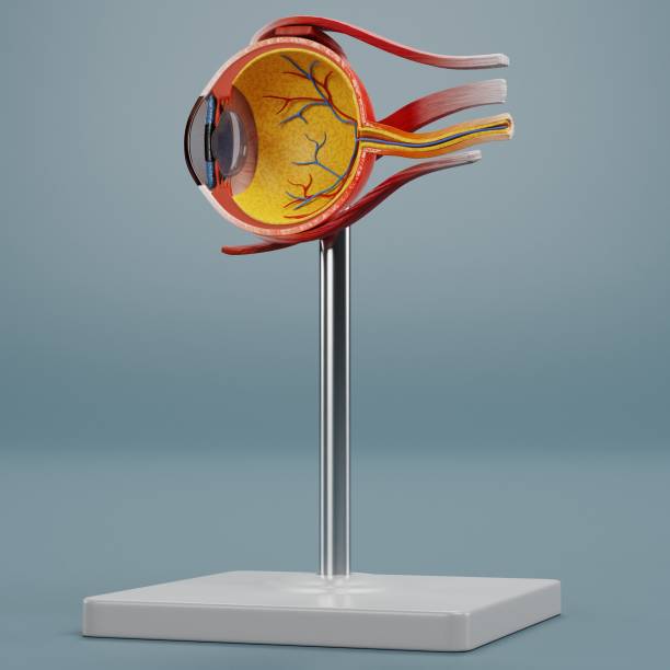istock Realistic 3D Render of Eye Anatomy Model 1487262130