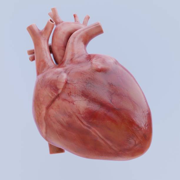 istock Realistic 3D Render of Human Heart 1487262267