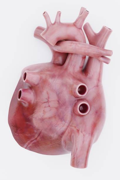 istock Realistic 3D Render of Human Heart 1487262276