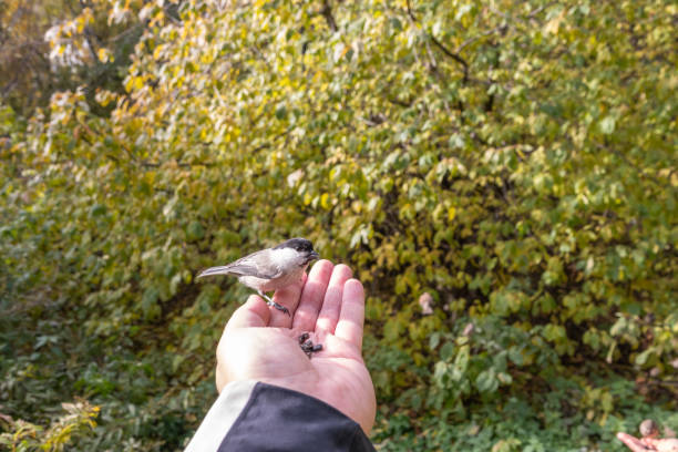 istock A willow tit sits on hand and eats seeds. Hungry bird willow tit eating seeds from a hand in winter or autumn 1487263284