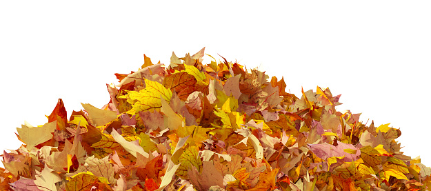Pile of autumn colored leaves isolated on white background. Colorful foliage of maple leaves in the fall season. 3D illustration