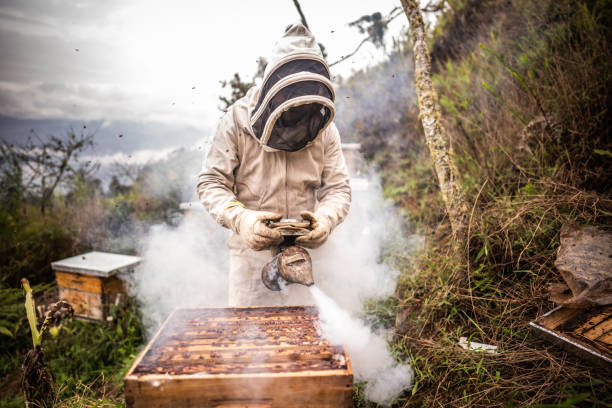 Mid adult beekeeper working in apiary using bee smoker