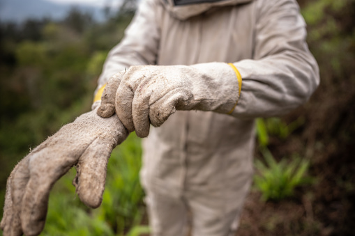 Beekeeper putting protective gloves