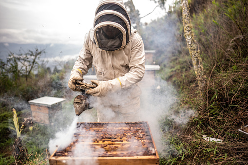 Mid adult beekeeper collecting honey on a honeycomb of bees outdoors