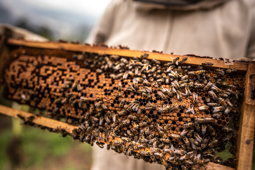 Close-up of a beekeeper collecting honey on a honeycomb of bees