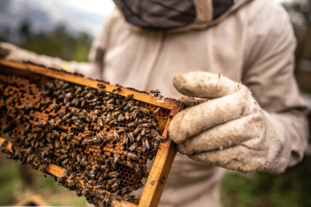 nahaufnahme eines imkers, der honig auf einer bienenwabe sammelt - apiculture stock-fotos und bilder