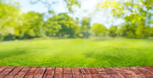green grass blurred background with sun rays in park meadow and wooden floor stock photo