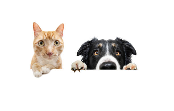 istock Portrait ginger orange cat peeking over and looking at camera. Isolated on white background 1487265560