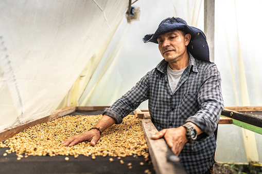 Mature farmer sifting coffee in the farm