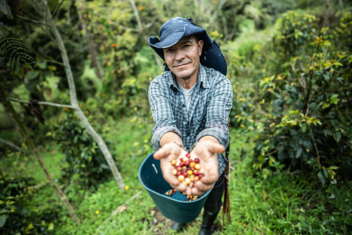 Portrait of a mature man showing the coffee crop on his hands