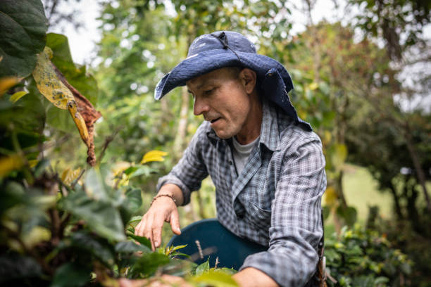 istock Mature agricultor man picking coffee at farm 1487265889
