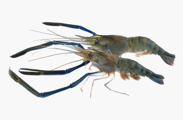 istock Fresh shrimp,prawn isolated on white background 1487266473