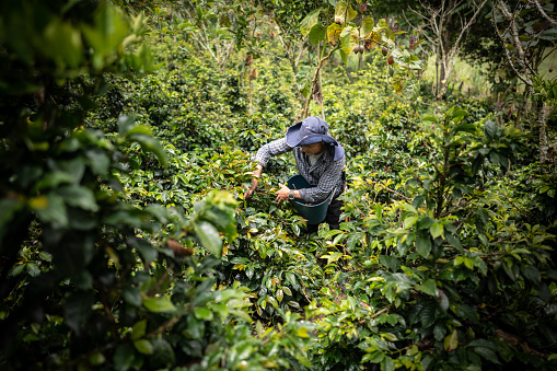 Mature agricultor working in the coffee plantation