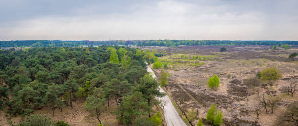High angle panorama view over Kalmthout Heath nature park in Belgium