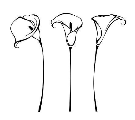 Calla lily flowers. Line art illustration of callas isolated on a white background. Set of vector black and white contour illustrations