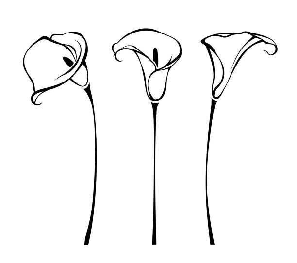 Calla flowers. Vector black and white line art illustrations Calla lily flowers. Line art illustration of callas isolated on a white background. Set of vector black and white contour illustrations calla lily stock illustrations