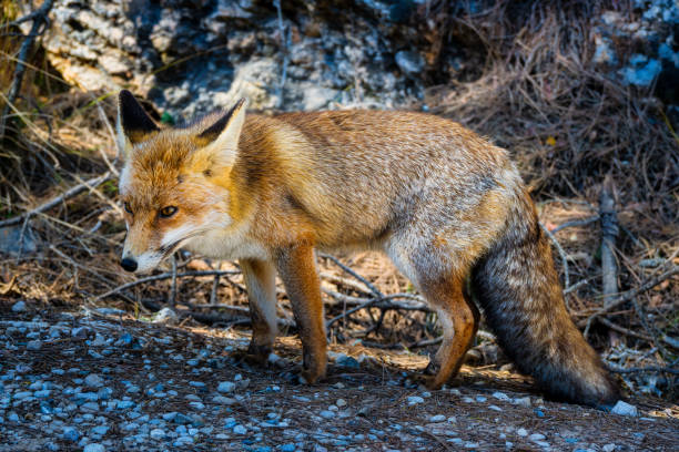 istock Fox on one of the roads. Sierra de Cazorla, Jaen. Spain. 1487268429