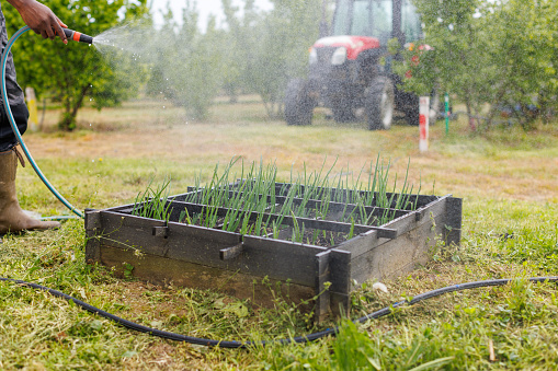 Irrigation system in home garden. Automatic watering lush green lawn. Selective focus.