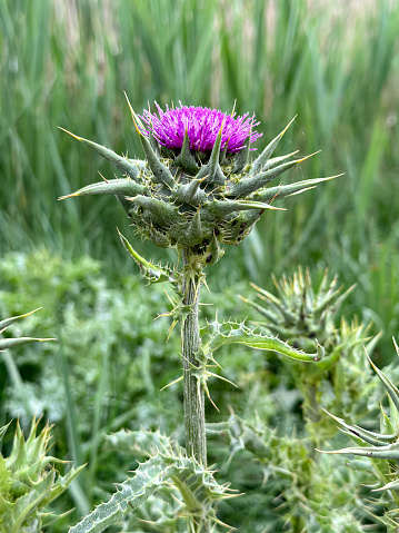 A thistle blooming in a meadow.