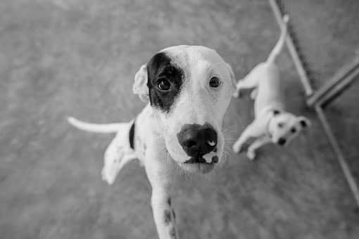 Dog Adoption Rescue Animal Shelter Abuse Black And White