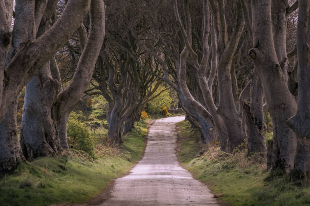 the dark hedges tourist attraction in northern ireland, a large tree lined country road - 安特里姆郡 個照片及圖片檔