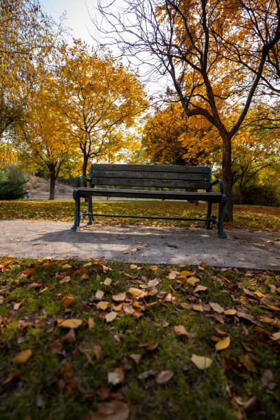 istock Empty bench in park with yellowed leaves in autumn 1487273485