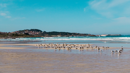 Carnota, Galicia, Spain - April 5, 2023: Birds in Carnota Beach