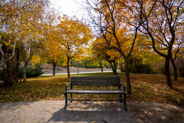 Empty bench in park with yellowed leaves in autumn