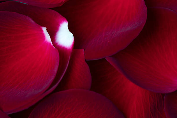 beautiful Red petals rose background.