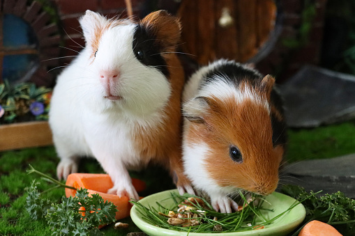 Stock photo showing close-up view of house and garden model scene with two young guinea pigs feeding from a saucer.