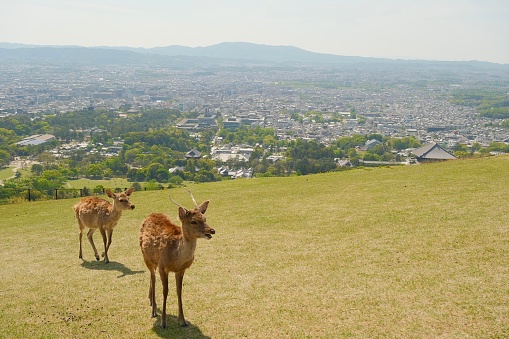 Two deers in Wakakusa mountain, Nara, Japan. Sunny day.