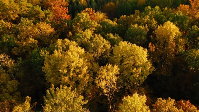 Aerial View Of Oak Forest 4K. Elevated View Of Woods Forest Landscape During Sunset In Autumn Evening. Calm Flight Above Fall Autumn Mixed Forest During Beautiful Sunset Evening. Sun Sunlight Through Woods And Trees In Autumn Forest Landscape
