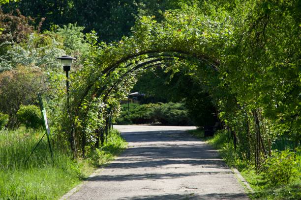 istock Botanical Garden, Bucharest City, Romania 1487277306