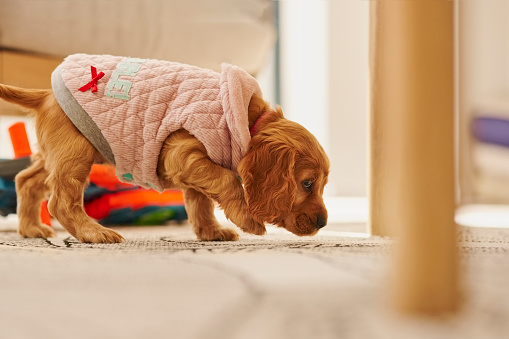 Puppy, pet fashion and walking in a home with a cute, adorable and young animal. Apartment, golden retriever style and dog animals in a house lounge walk on a living room rug feeling curious