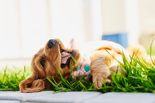 Puppy, pet and dog in grass in backyard for playing, relaxing and having fun outdoors. Domestic pets, animal care and closeup of happy canine in garden for training, fresh air and happiness in nature