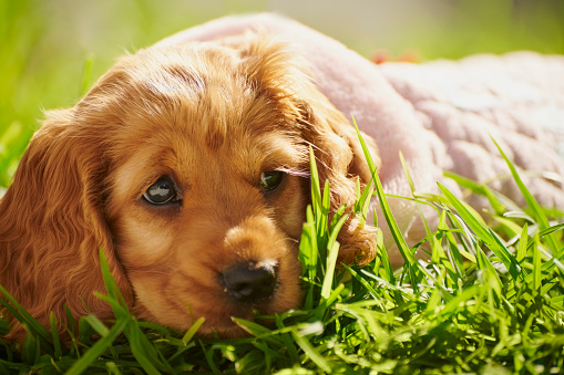 Cute, small and a young dog in a garden wearing a jersey while on green grass outside of a domestic home. Adorable, little and pet puppy with a furry purebred canine animal in the backyard a house