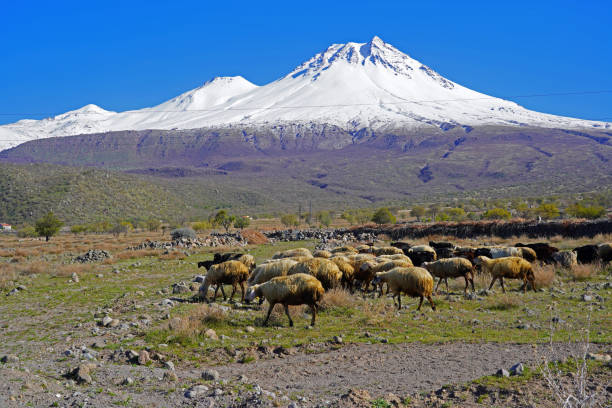 istock Flock of shepp and Hasan Mountain in Aksaray 1487279203